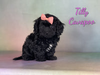 Tilly Female Cavapoo $1100