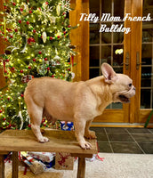 Tina Female AKC French Bulldog $2500