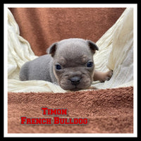 Timon Male AKC French Bulldog $1850