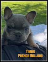 French Bulldog