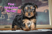 Tina Female Yorkshire Terrier $1050