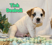 Tink Male Beabull $750