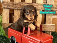 Tinker Male AKC Mini Dachshund $1200