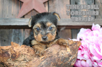 Yorkshire Terrie