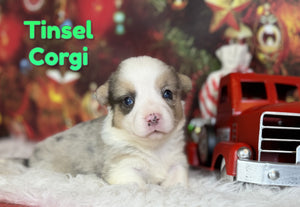 Corgi