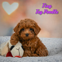 Tiny Female Toy Poodle $1150