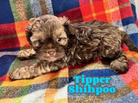 Tipper Male Shihpoo $1325