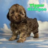 Tipper Male Shihpoo $1325