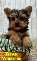 Titan Male Yorkipoo $995