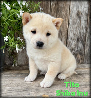 Tito Male AKC Shiba Inu $999