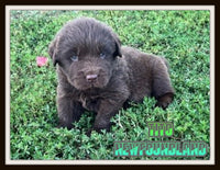 Tito Male AKC Newfoundland $1400