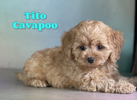 Tito Male Cavapoo $1100