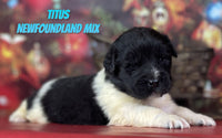 Titus Male Newfoundland Mix $1125