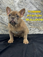 Tobbie Male AKC French Bulldog $750