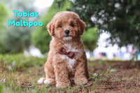 Tobias Male Maltipoo $1200