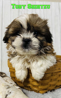 Toby Male Shihtzu $650