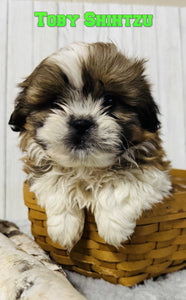  Shihtzu