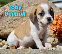 Toby Male Beabull $550