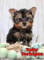 Toby Male Yorkipoo $995