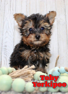 Yorkipoo