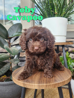 Toby Male Cavapoo $1895