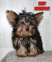 Yorkipoo