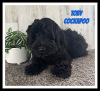 Cockapoo
