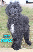 Toby Male Shihpoo $475