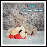 Toby AKC Male French Bulldog $1745