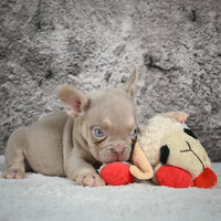 French Bulldog