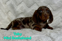 Toby Male AKC Mini Dachshund $3625