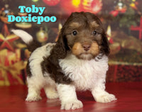 Toby Male Doxiepoo $1625