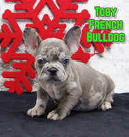 Toby Male AKC French Bulldog $1595