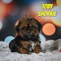 Toby Male Shorkie $700