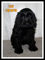 Toby Male Cockapoo $895