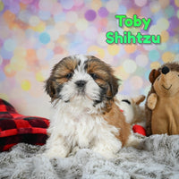 Shihtzu