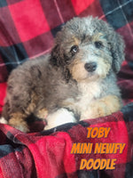 Toby Male Mini Newfy Doodle $1000