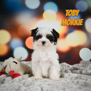 Morkie