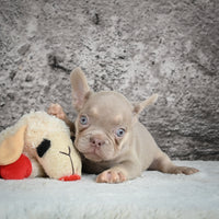 French Bulldog