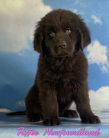 Toffee Female Newfoundland $900