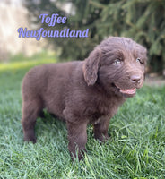 Newfoundland
