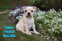 Tommy Male AKC French Bulldog $1150