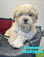 Tommy Male Maltipoo $1150