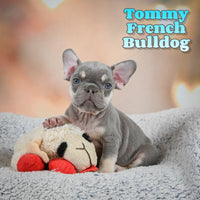 Tommy Male AKC French Bulldog $2150