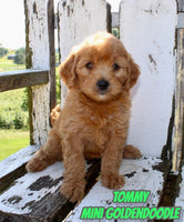 Tommy Male F1B Mini Goldendoodle $999