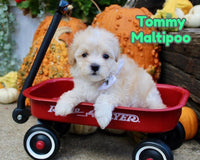 Tommy Male Maltipoo $1150