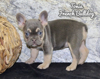 Tonia Female AKC French Bulldog $1400