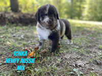 Tonka Male Newfoundland Aussie Mix $2625