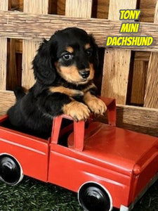 Mini Dachshund