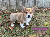 Tootsie Female AKC Corgi $900